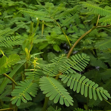 Mimosa Pudica Green Leaf Pink Flower Seeds
