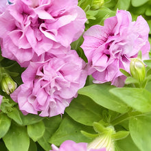 Pink Petunia Seeds