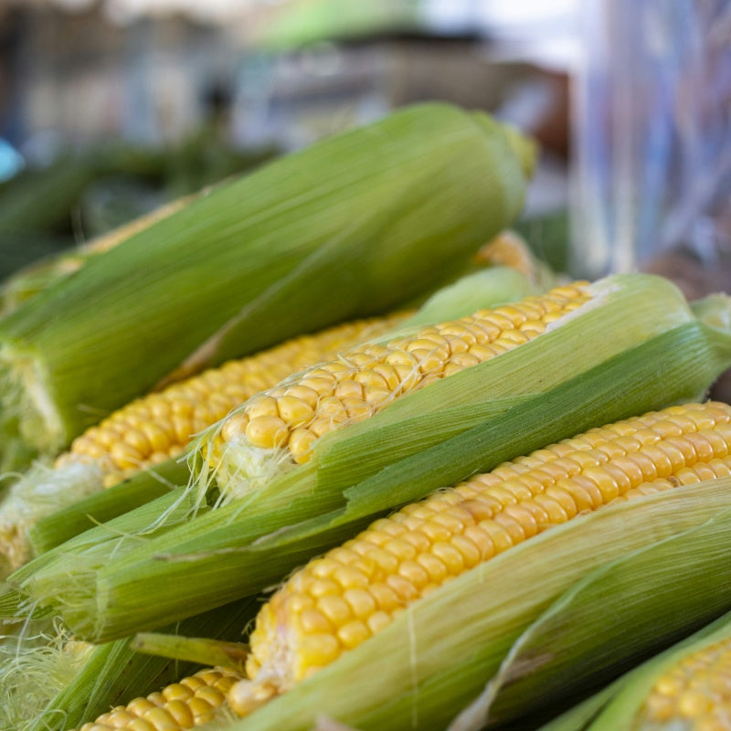 Corn Seeds