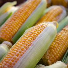 Corn Seeds