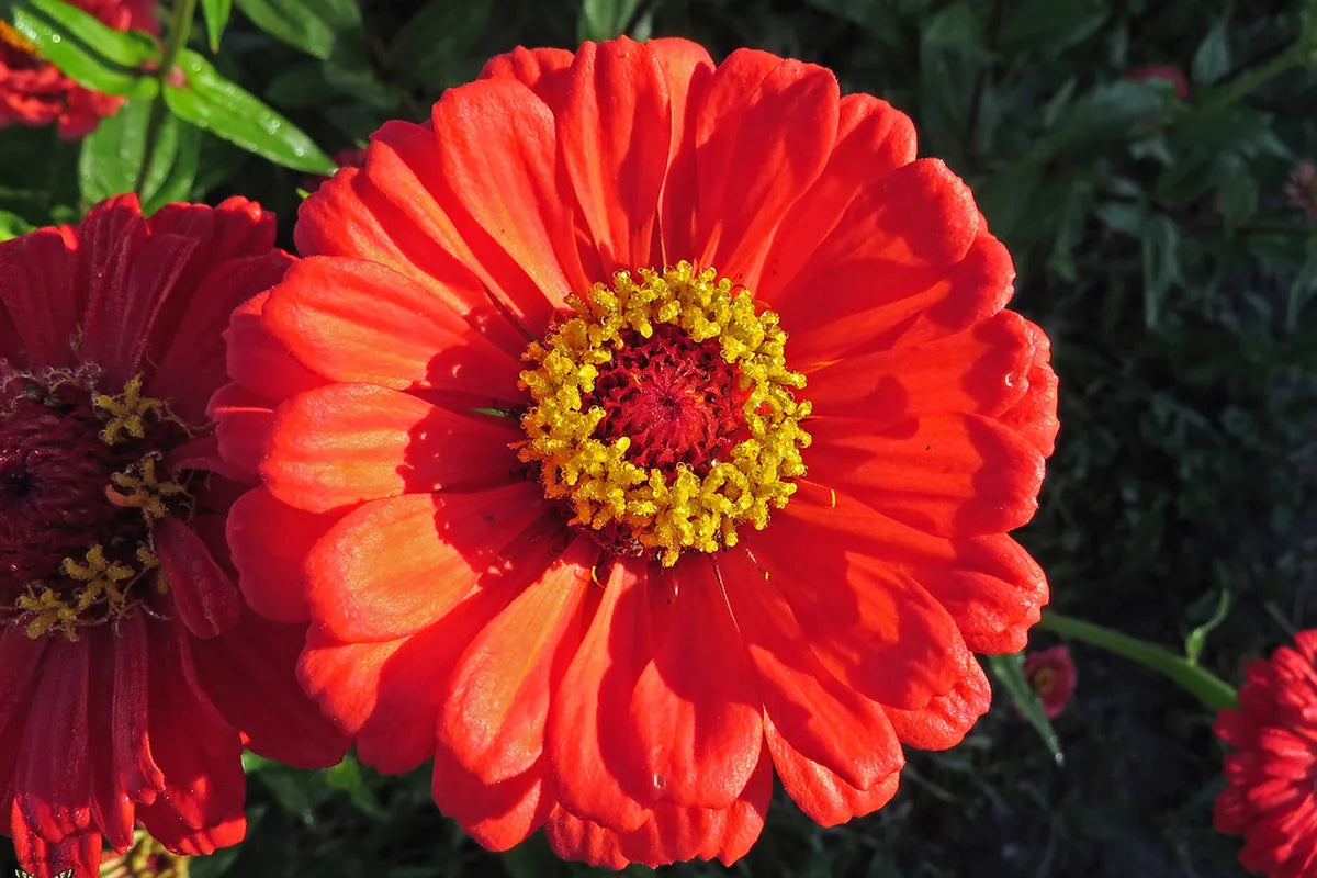 Cut Flowers