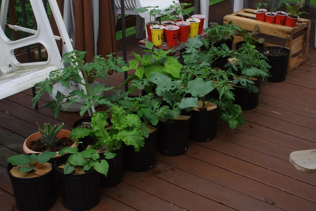 Patio Planting