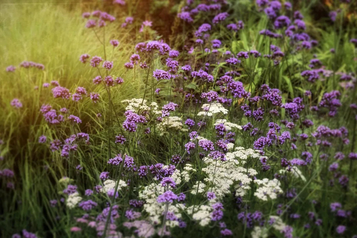 Wildflower Mixes