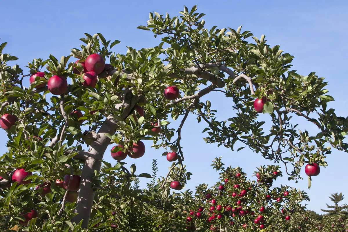 Fruit Seeds