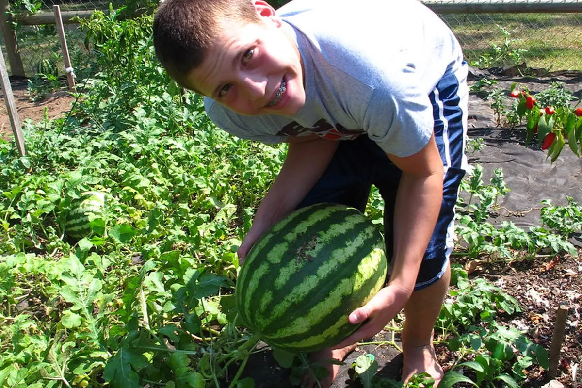 Summer Harvest