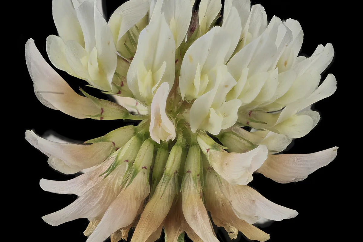 Clover