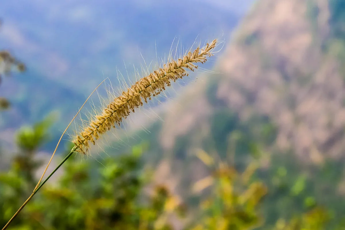 Greenery Grass