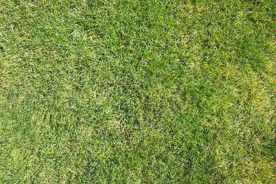 Lawn Grass