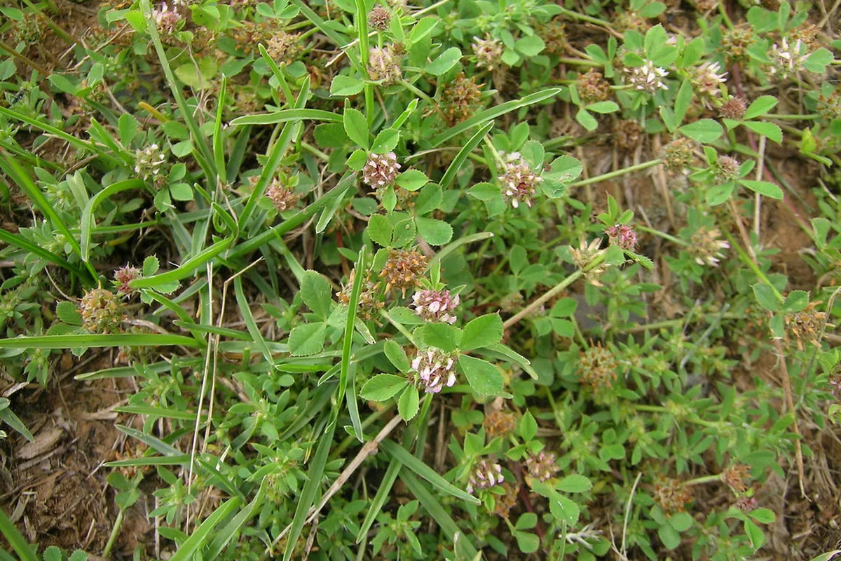 Low Growing Clover