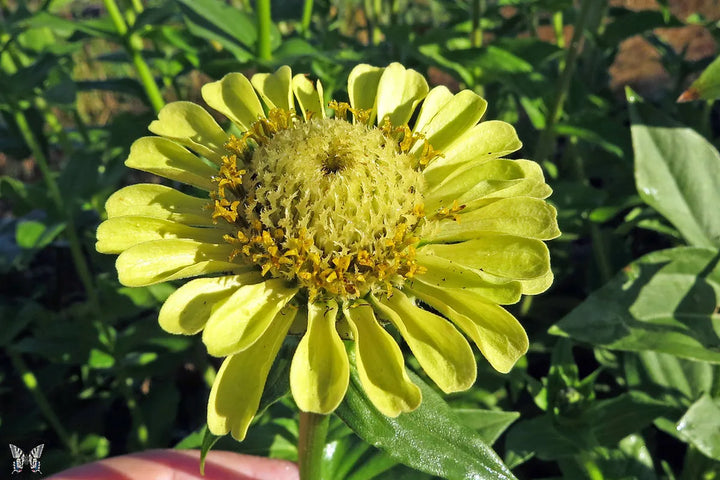 Annual Flowers