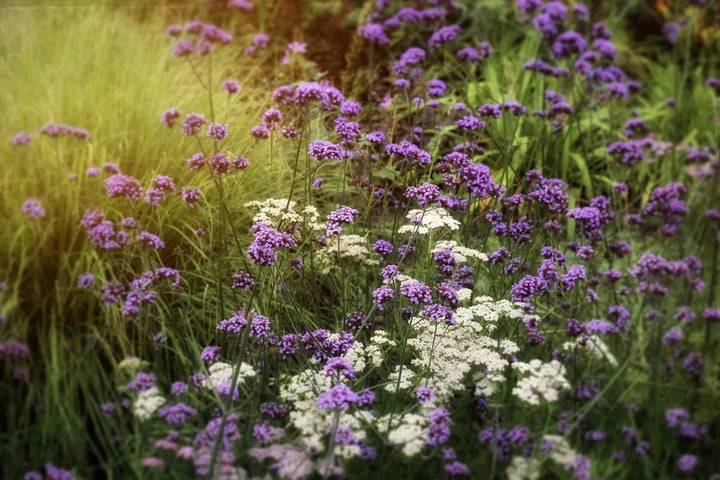 Wildflower Mixes